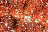 Ruby Red Vanadinite Crystals on Pink Barite - Morocco #82379-2